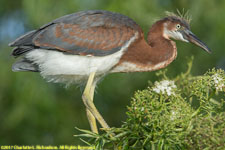 tricolored heron